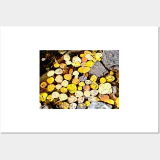 Aspen Leaves and Fall Colors in Colorado Posters and Art